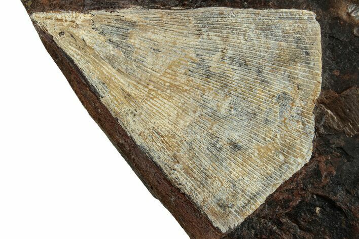 Fossil Ginkgo Leaf From North Dakota - Paleocene #263021